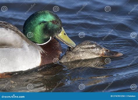 Close Up Mallard Ducks Mating Stock Photo Image Of Wildlife Mating