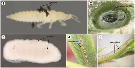 Orasema Immature Stages A Immature Thrips With Unfed Planidia Of O