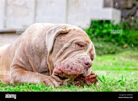 Neapolitan Mastiff Young Dog Lying On A Green Lawn Happily Chewing A