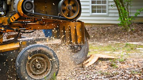 Tree Stump Removal In Dorset Call Dorset Arborists Today