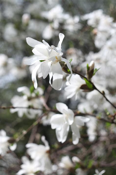 Selective Focus Photography of White Magnolia FlowersFree Stock Photo