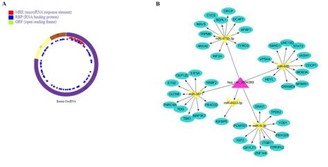 A Schematic Diagram Of The Structure And Circrna Mirna Mrna Interaction