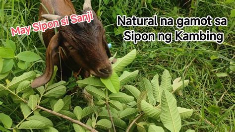 Gamot Sa Sipon Ng Kambing Paano Gamutin Ang Kambing Natural Gamot