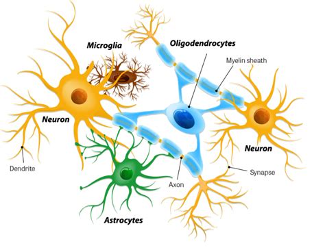 144 Neurotoxicity Chemistry Libretexts