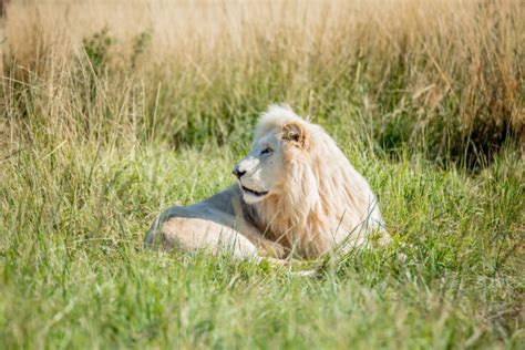 270+ Albino Lion Stock Photos, Pictures & Royalty-Free Images - iStock