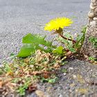 Vielfalt entdecken Arten und Ökosysteme in Deutschland Umwelt im