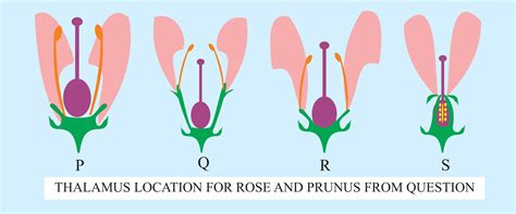 Thalamus Of Flower