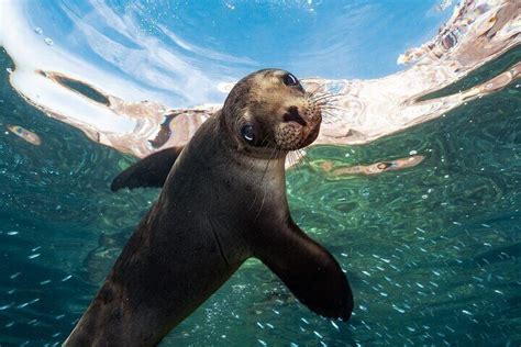 Adventure To Espiritu Santo Island Snorkel With Sea Lions And Beach