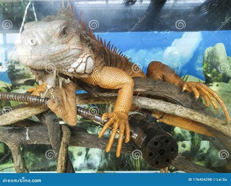 Scary Lizards In The Zoo Stock Photo Image Of Thick 176454298