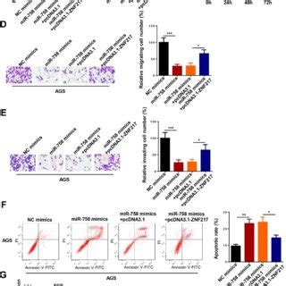 Circcsnk G Regulated Znf By Sponging Mir In Gc Cells A And B