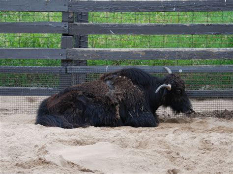 The Online Zoo Yak