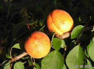 Сорта абрикоса - Знаходка, Память Говорухина, Память Лойко