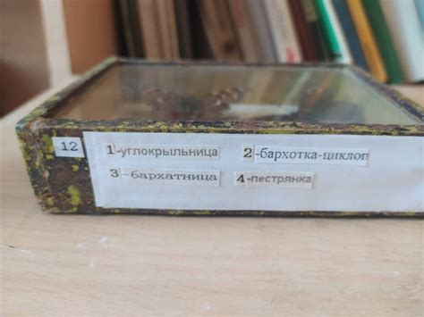 Стенд «Насекомые Урала: бабочки, жуки, двукрылые» 23.12.2021