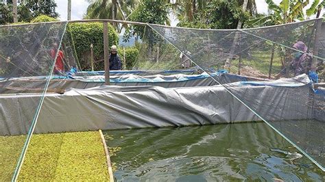 Monitoring Kelompok Budidaya Ikan Binaan Yayasan Palung