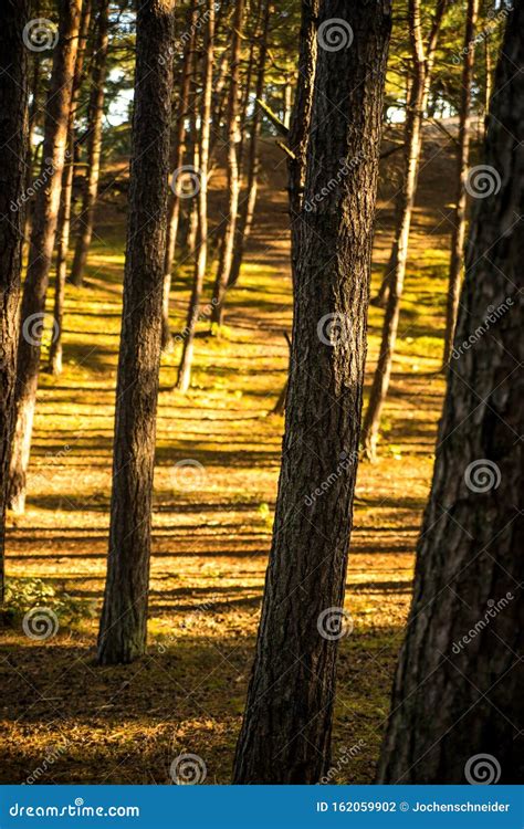 Scots Pine Forest In Soft Morning Light Stock Photo Image Of Pine