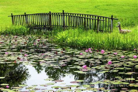 Lily Pond Bridge Photograph By Susan Cole Kelly Fine Art America