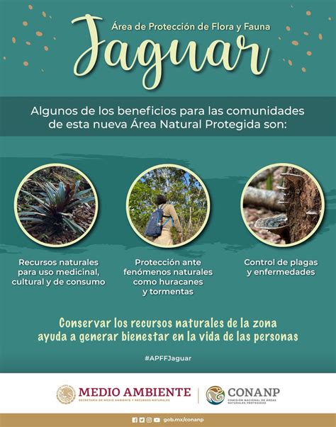 CONANP on Twitter El Área de Protección de Flora y Fauna Jaguar en