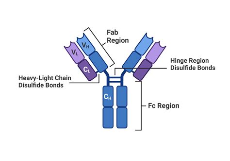 Antibodies 101 Fab Fragments