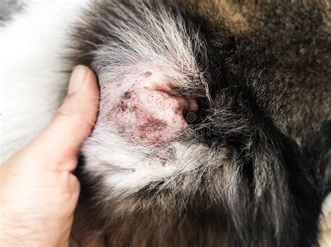 In Selective Focus of the Dermatitis in Dog Ear, Stock Photo - Image of ...