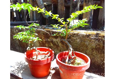 Cara Menanam Bonsai Jeruk Purut Agar Bisa Tumbuh Dan Berbuah