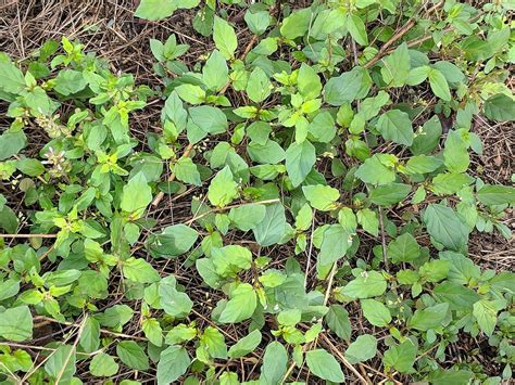 Erva Tostão Saiba Tudo Sobre Essa Planta Guia das Suculentas