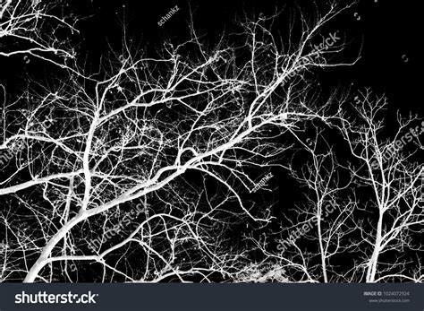 Naked Tree Branches On Black Background Stock Photo 1024072924 Shutterstock