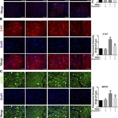 Flaan C Alleviated Mog Induced Oxidative Stress In The Spinal Cord Of