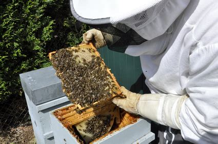 Producteur de miel le métier d apiculteur en France