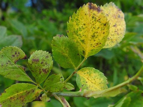 Mal Bianco Delle Rose Rimedi Naturali Oidio Rimedi E Prevenzione