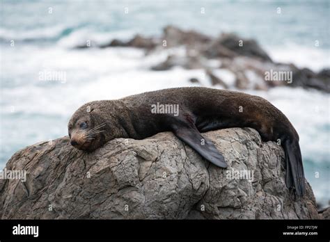 Fur Seal Resting On Rocks Ocean In The Background New Zealand Stock