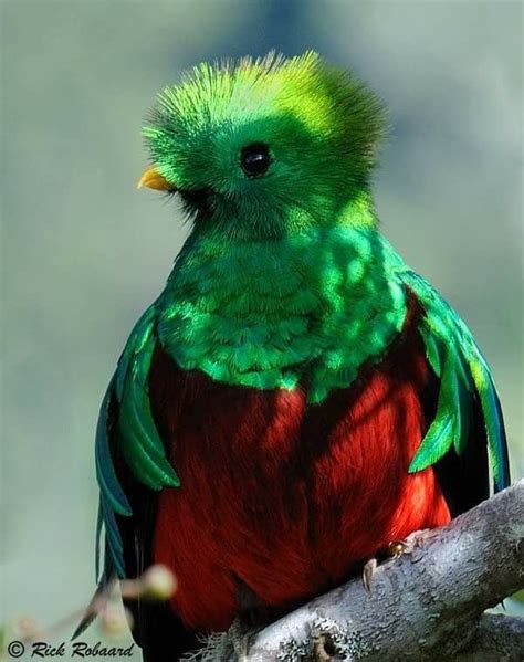 Resplendent Quetzal San Gerardo De Dota Costa Rica Exotic Birds