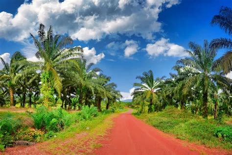 Daerah Penghasil Kelapa Sawit Terbesar Di Kalimantan Timur Bukan