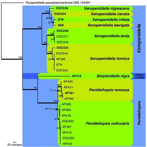 One Of 59 Equally Most Parsimonious Trees Obtained From A Maximum Download Scientific Diagram