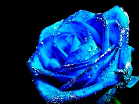 Rosas azules | Florpedia.com