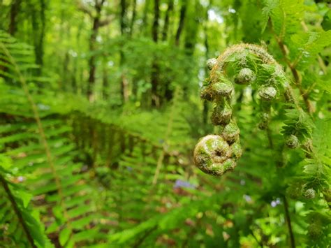 Wallpaper Flower Fiddlehead Fern Ostrich Fern Branch Terrestrial