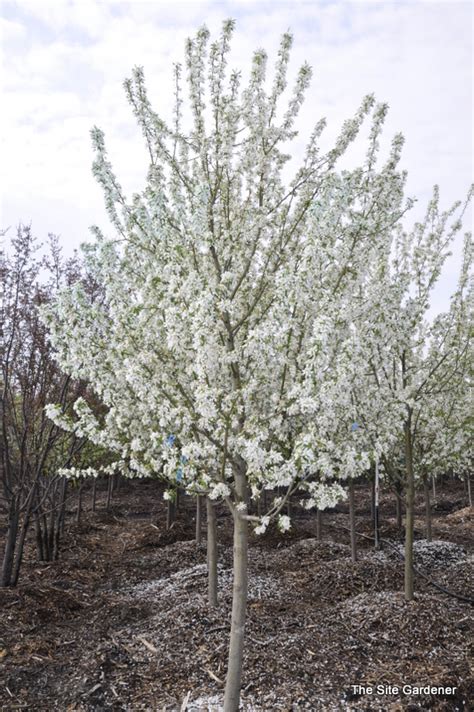 Malus Spring Snow The Site Gardener