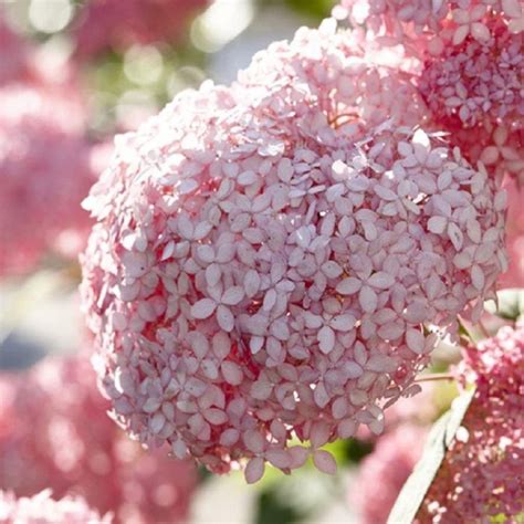 Hydrangea Arborescens Pink Annabelle Invincibelle Spirit