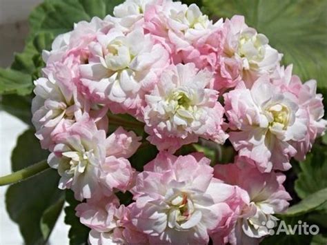 Пеларгония розебудная april snow и другие купить в Санкт-Петербурге ...