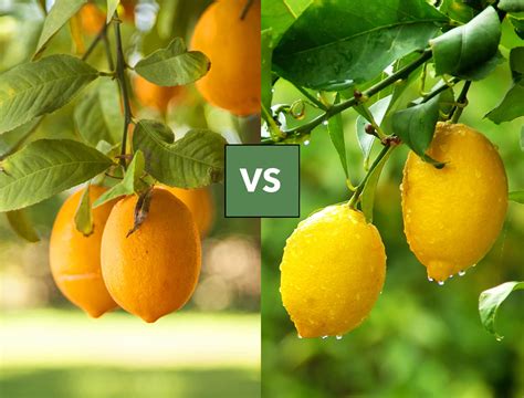 Meyer Lemon vs a Regular Lemon: What's The Difference?