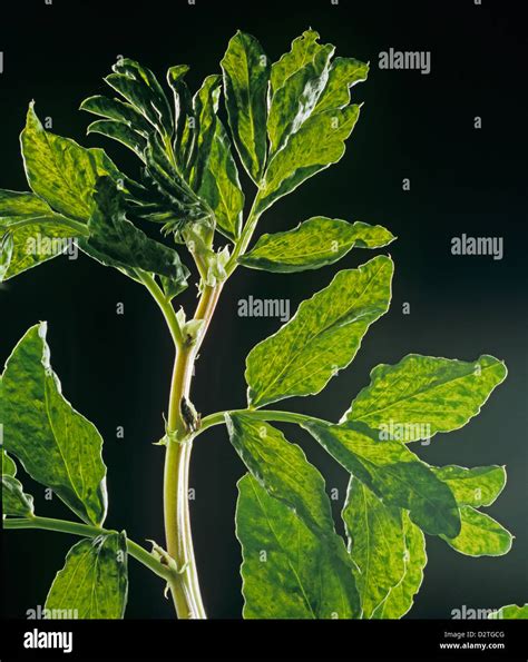 Pea Enation Mosaic Virus PEMV Mottling In Pea Leaves Shown Up By Back