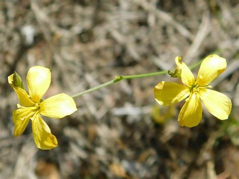 Half Mast Flax From Greyton Nature Reserve South Africa On