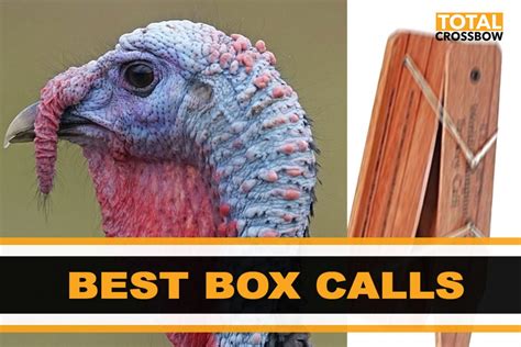 Best Turkey Box Calls