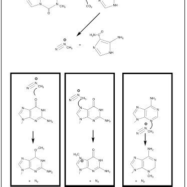 Chemical Mechanism For The Induction Of DNA Damage By Temozolomide