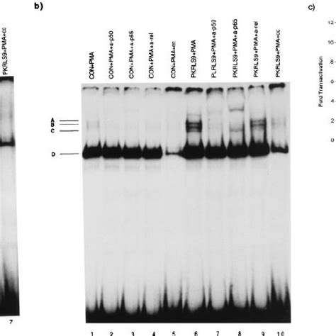 Regulation Of Nf B Activity By The Pkr Mutants A Induction Of Nf