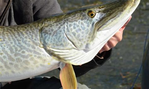 Tiger Muskellunge Muskie A Z Animals