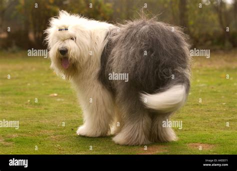 Old English Sheepdog Garden Hi Res Stock Photography And Images Alamy