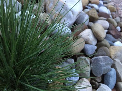 Dark Green Festuca Clump In Rocks Backyard Neophyte Landscaping Blog