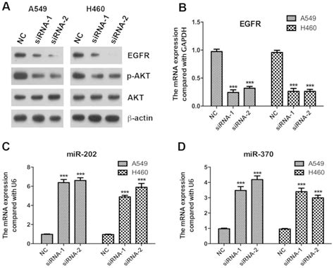 Silencing Of KCNK15AS1 Inhibits Lung Cancer Cell Proliferation Via