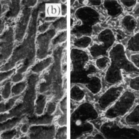 Scanning electron micrographs showing the morphology of the main and ...