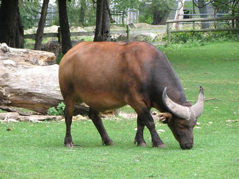 Chester Zoo Congo Buffalo Adam W Flickr